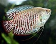 Dwarf Gourami Fish